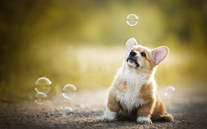 small dog, soap bubbles, domestic dog, Welsh Corgi Cardigan, HD wallpaper