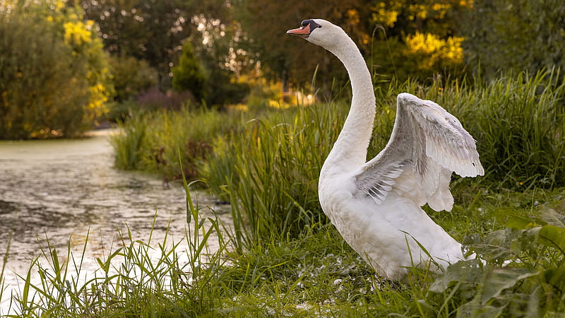 Long Neck White Swan Birds, HD wallpaper
