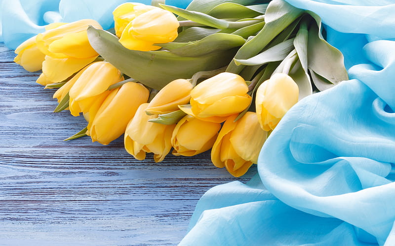 yellow tulips, blue silk fabric, bouquet of tulips, yellow flowers, spring flowers, tulips, HD wallpaper