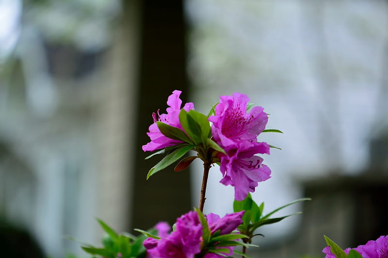 The Awakening, spring rain, spring flowers, rainy flowers, purple flowers, HD wallpaper