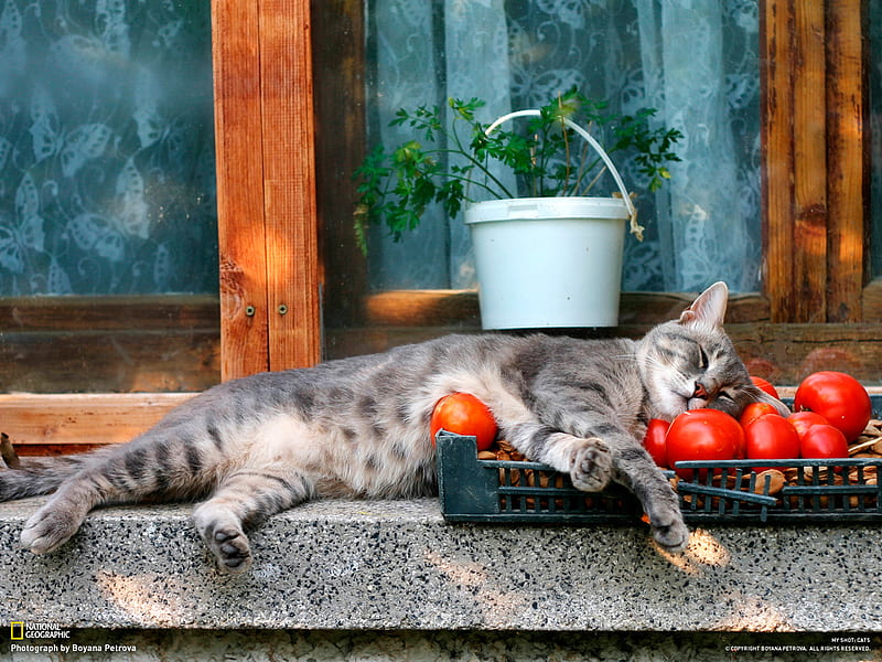Just Being Lazy, red, plant, window ledge, cat, sleeping, bucket, tomatoes, nuts, feline, timber, pourch, gris, tray, white, relaxing, sleepy, HD wallpaper