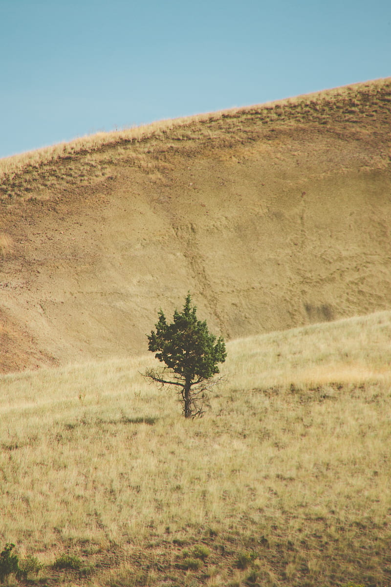 tree, hill, landscape, nature, HD phone wallpaper