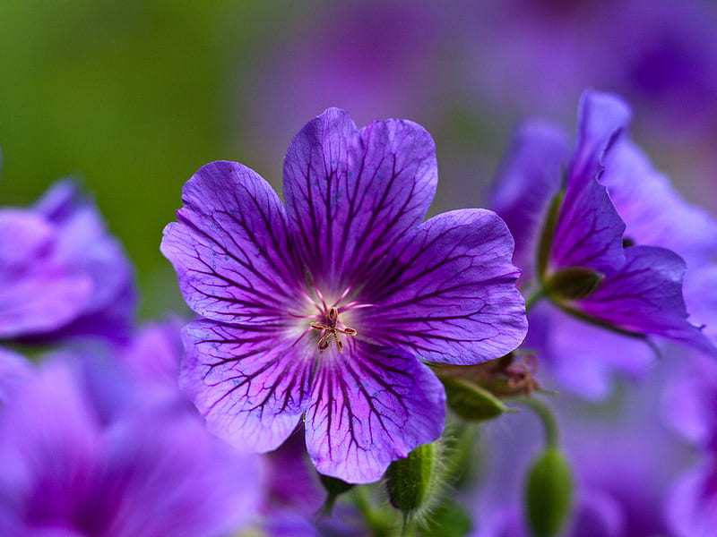 For Luiza (Dreamer Girl) your purple world, flower, nature, petal, purple, HD wallpaper