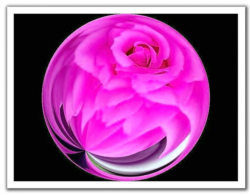 Fushia Rose, ball, swirl, rose, filtered, flower, effects, nature, HD wallpaper