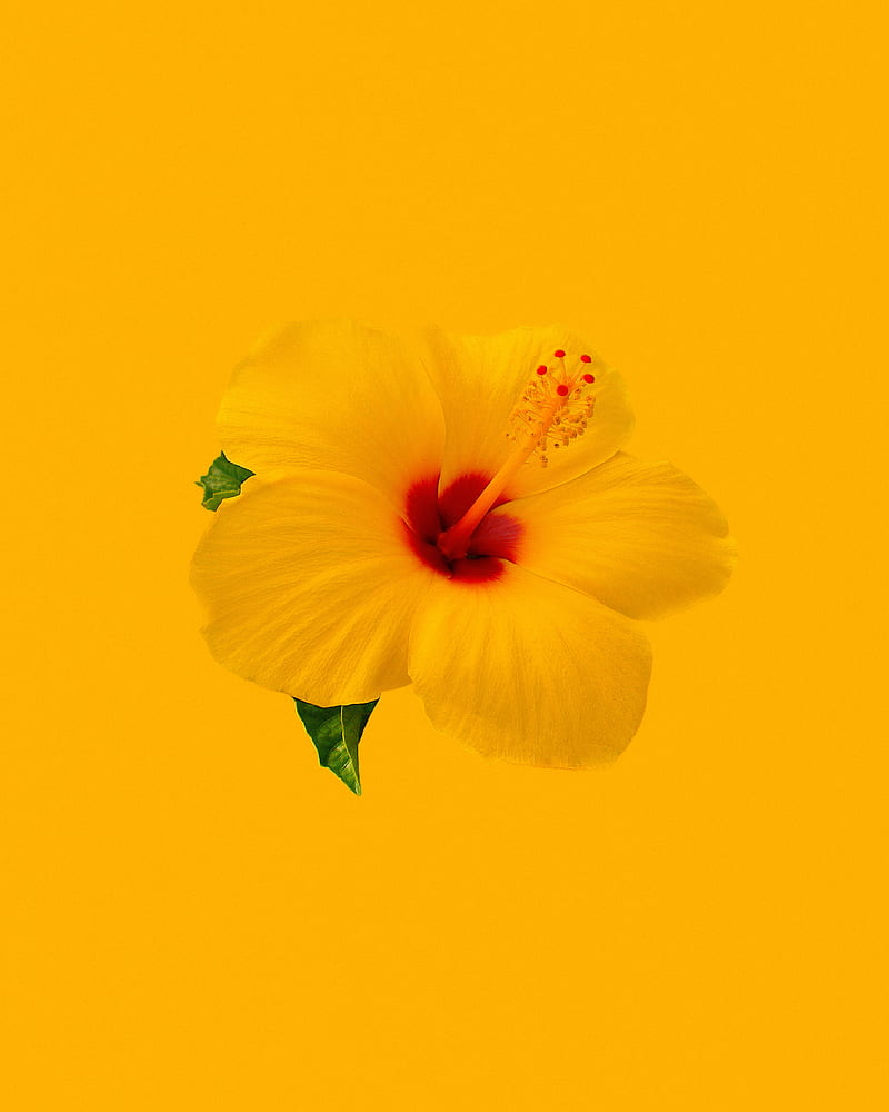hibiscus, flower, yellow, minimalism, HD phone wallpaper