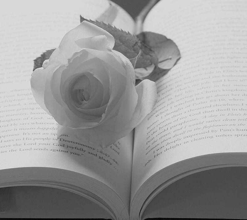 White Rose, book, HD wallpaper