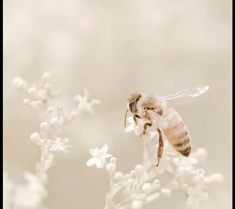 Bee flight, bee, contrast, flower, nature, pollen, HD wallpaper