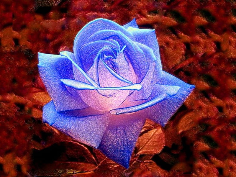 Enlighted Rose, blossom, flower, artificial, artwork, light, HD wallpaper