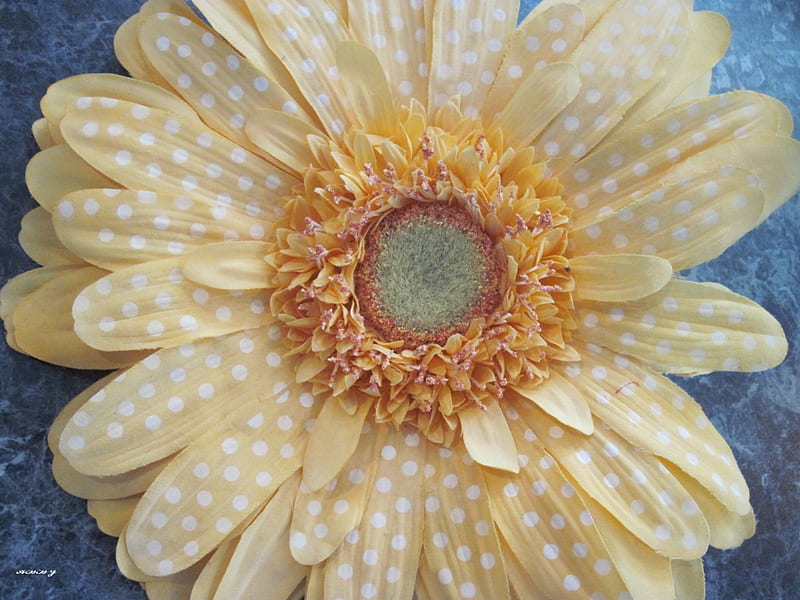 Flor de gerbera, graphy, gerbera, flores, amarillo, blanco, Fondo de  pantalla HD | Peakpx