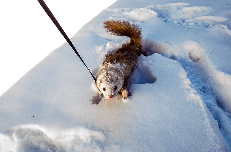 Snow Ferret, animals, cute, HD wallpaper