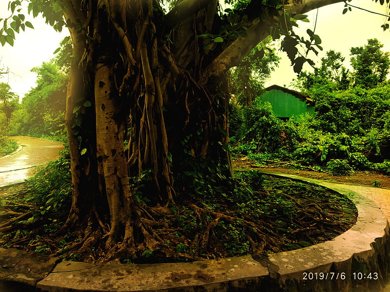 Banyan Tree, green, nature, HD wallpaper | Peakpx