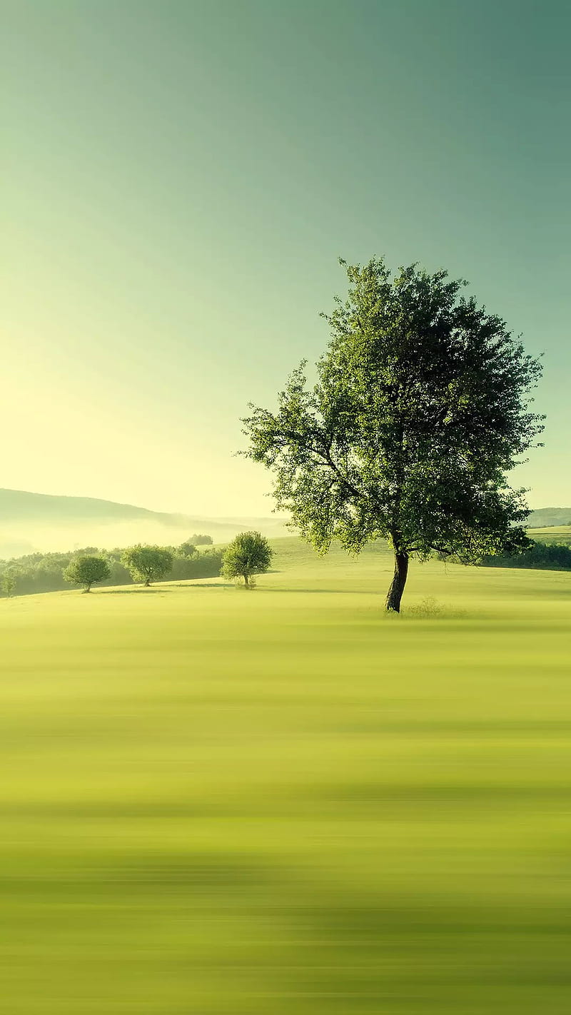Tree, green natural, nature, trees, HD phone wallpaper | Peakpx
