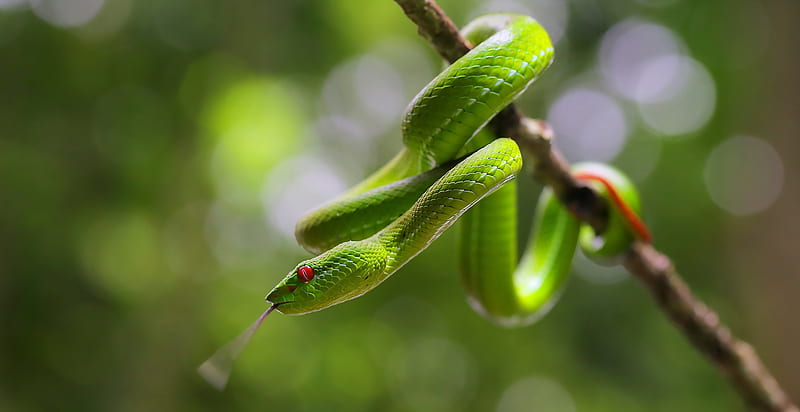 Green Tree Snake, tree snake, tree, wild, animal, snake, HD wallpaper