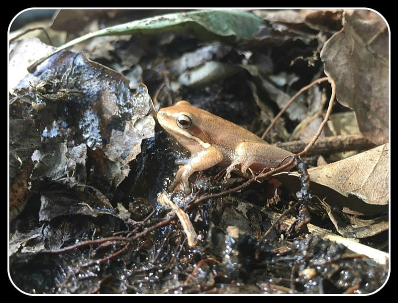 LITTLE FROG, NATURE, FROG LITTLE, HD wallpaper | Peakpx