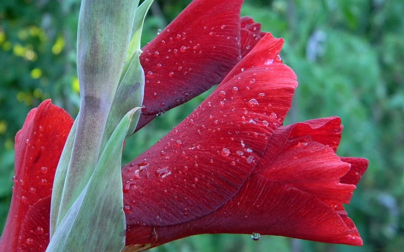 Red gladiolus in drops of morning dew, Drops, Flowers, Nature, Dew, HD wallpaper