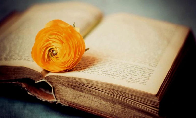Ranunculus, orange flower, orange flowers, books, book, bookmark, old, old book, old books, flower, flowers, HD wallpaper