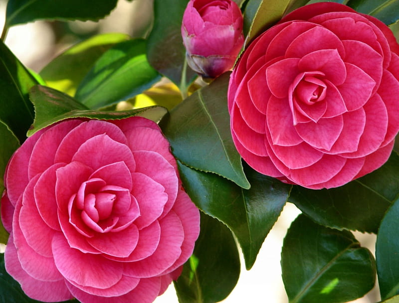 Double Camellia Japonica , romance, bonito, floral, graphy, love, wide screen, flower, beauty, Camellia, HD wallpaper