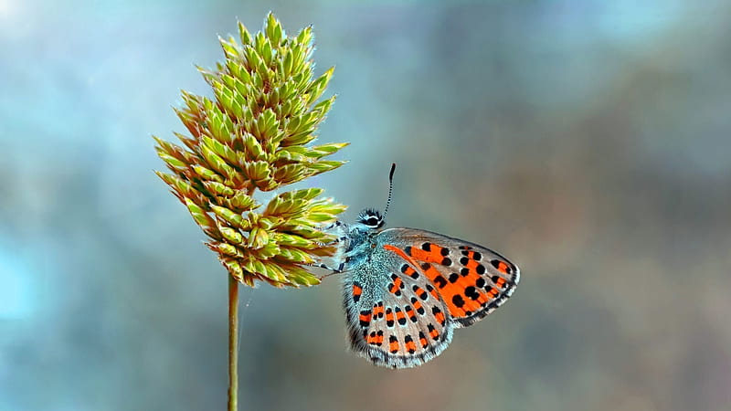 Anatolian Vernal copper, butterfly, green, orange, mustafa ozturk, fluture, insect, HD wallpaper