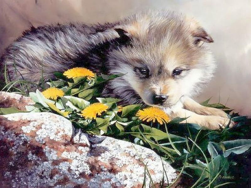 Little Wolf, young, little, cub, flowers, wolf, wolves, baby, dog, HD wallpaper