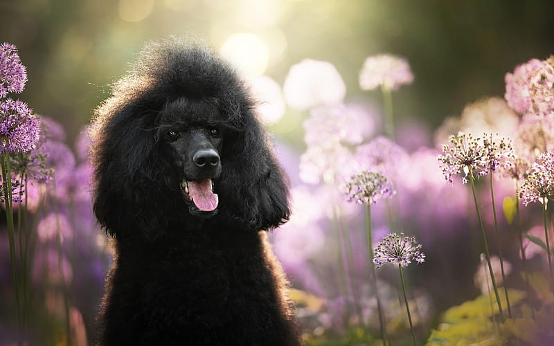 Poodle, caine, black, animal, flower, summer, pink, puppy, dog, HD wallpaper