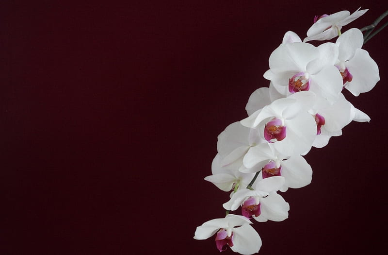 *** Orchids ***, biala, kwiaty, orchidea, nature, HD wallpaper