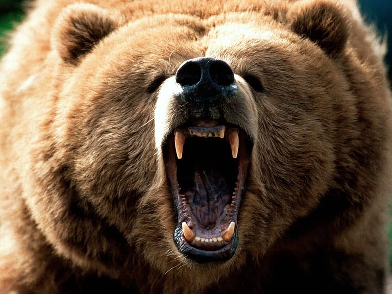 big grizzly, bear, face, grizzly, animal, HD wallpaper
