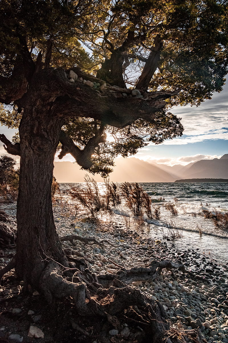 tree, coast, pebble, sea, HD phone wallpaper