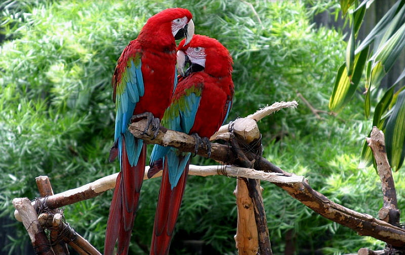 Parrots ara, birds, colors, parrots, pair, ara, HD wallpaper