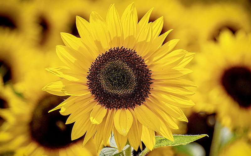 Beautiful Sunflower Ultra, Nature, Flowers, Flower, Summer, Yellow, Sunflower, Outdoor, Blooming, Closeup, HD wallpaper