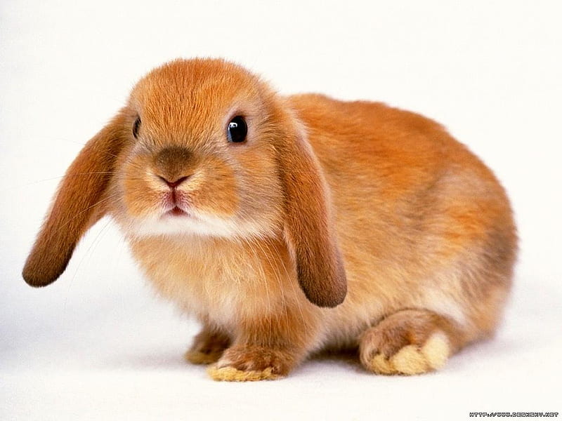 Adorable Bunny, bunny, lop eared bunny, tan rabbit, HD wallpaper