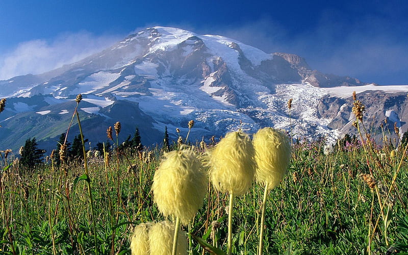 Washington- Mount Rainier National Park, HD wallpaper