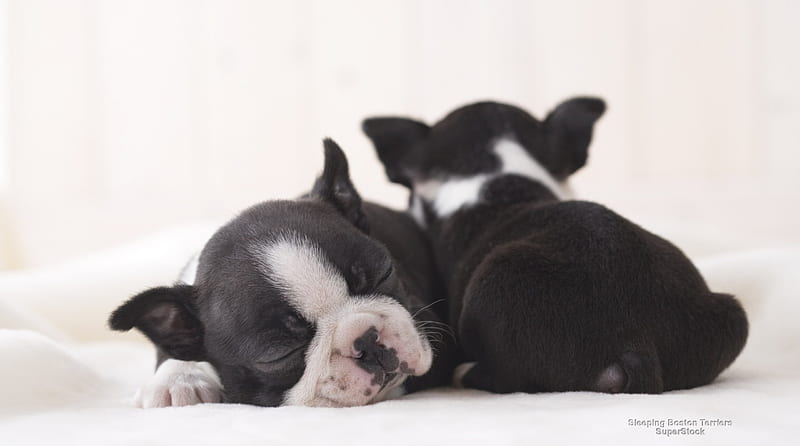 Sleeping Boston Terriers, Terrier