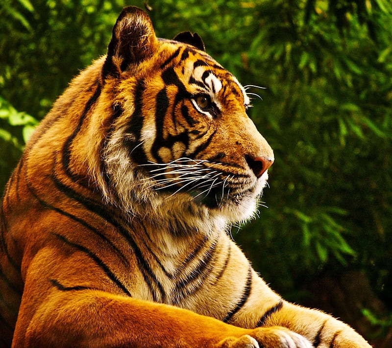 tiger, android, animal, black, bw, color, honor, huawei, ios, iphone, lg, meizu, minimal, nokia, note, oppo, orange, graphy, samsung, sony xiaomi, HD wallpaper