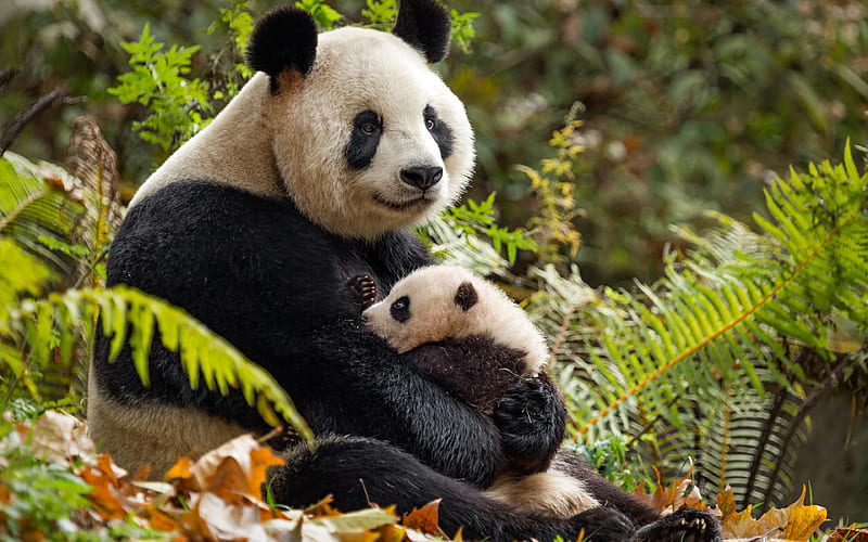 pandas, zoo, mother and cub cute animals, panda, bears, China, HD wallpaper