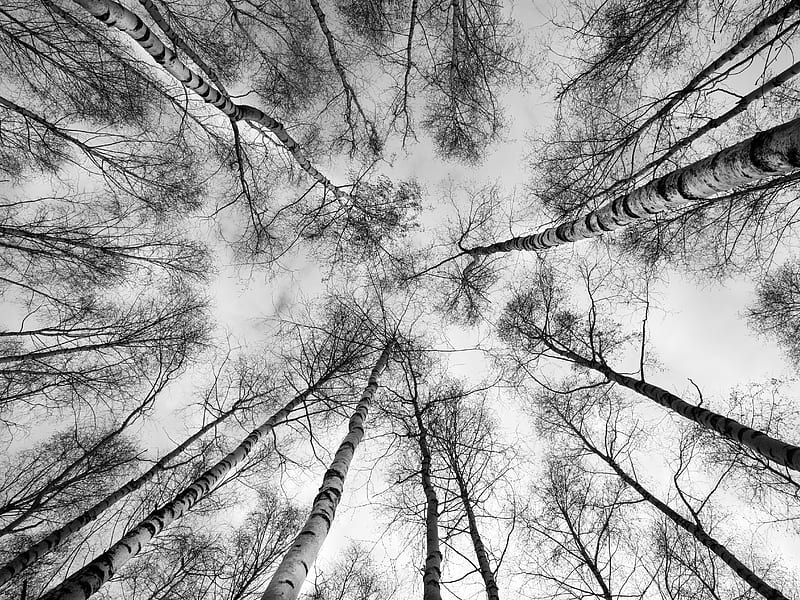 trees, branches, sky, bottom view, black and white, HD wallpaper