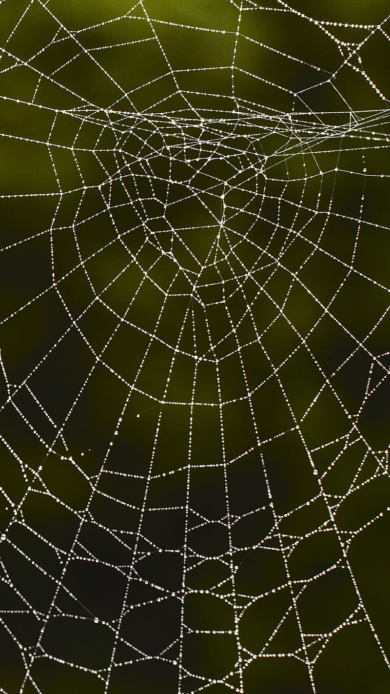 Spiderman Web Art IPhone Wallpaper  IPhone Wallpapers  iPhone Wallpapers