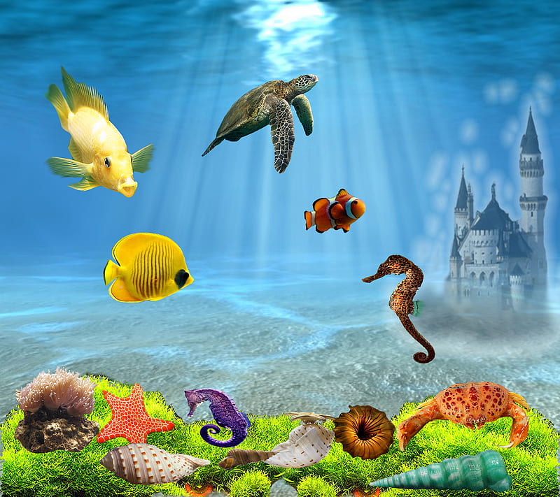 Aquarium 3d, animals, creatures, fish, fish bowl, new, tank, water, HD  wallpaper | Peakpx