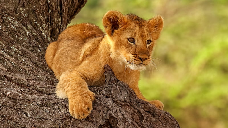 Baby Lion Is Sitting On The Tree Animals, HD wallpaper