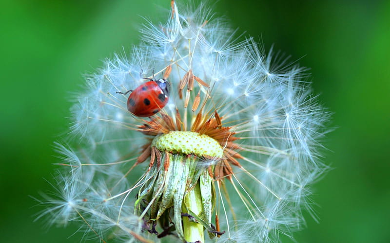 Fluffy home for a ladybug, red, dandelion, ladybug, green, fluffy, macro, white, HD wallpaper