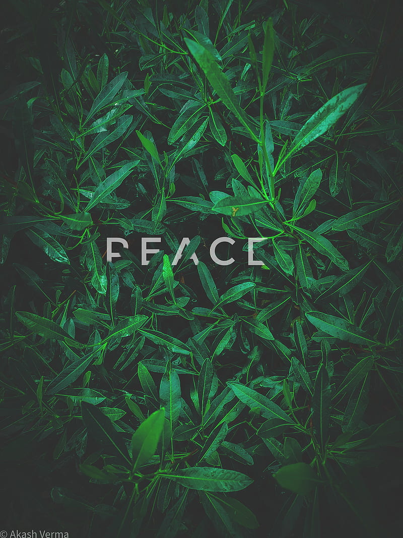 Peace akash buaa, leaf, lightroom, mobile graphy, ultra, HD phone wallpaper  | Peakpx