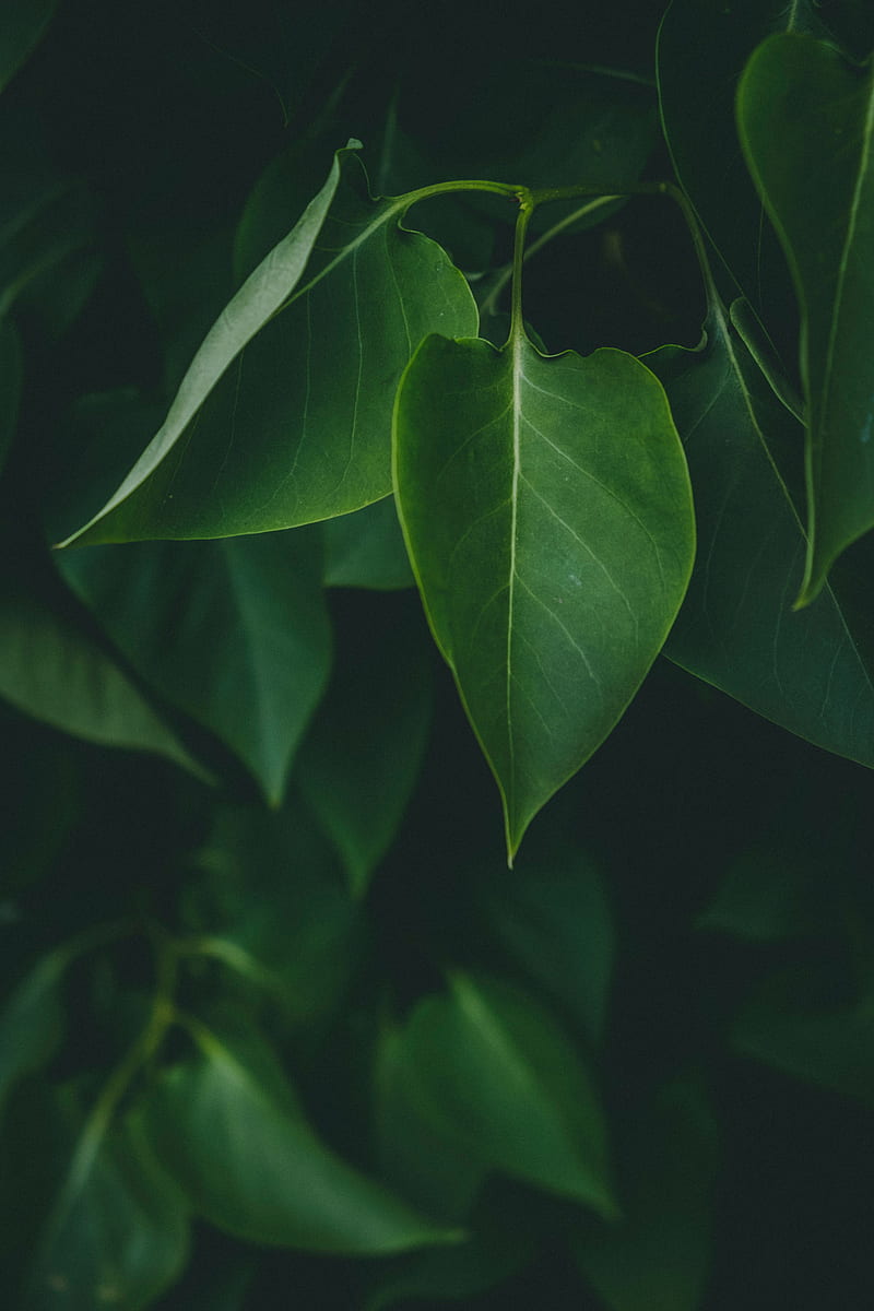 leaves, plant, bushes, dark, HD phone wallpaper