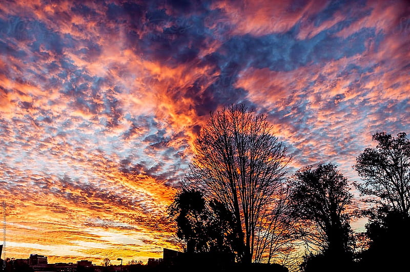 cirrocumulus-clouds-at-sunset-trees-clouds-cirrocumulus-sunset-sky