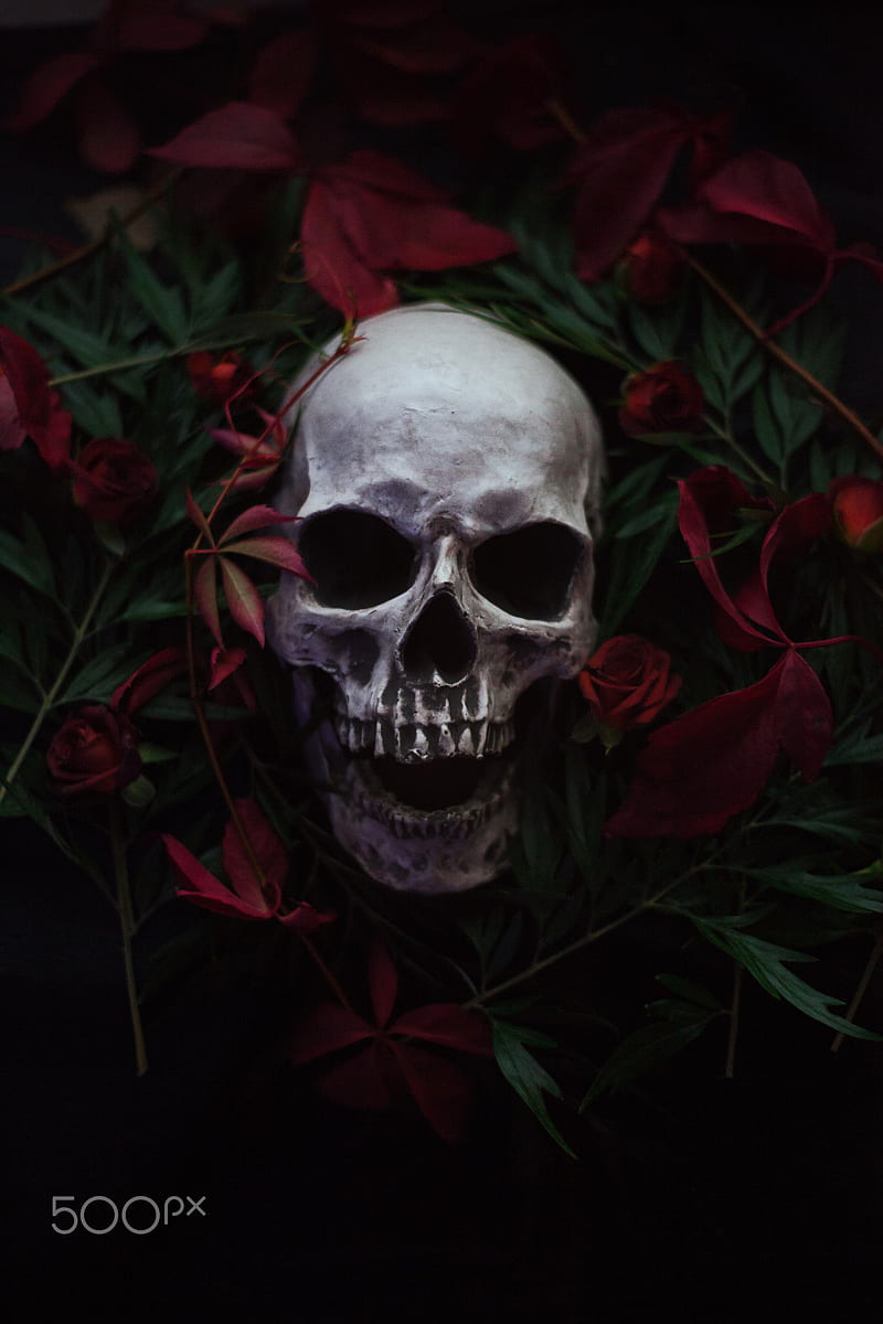 skull, flowers, plants, HD phone wallpaper