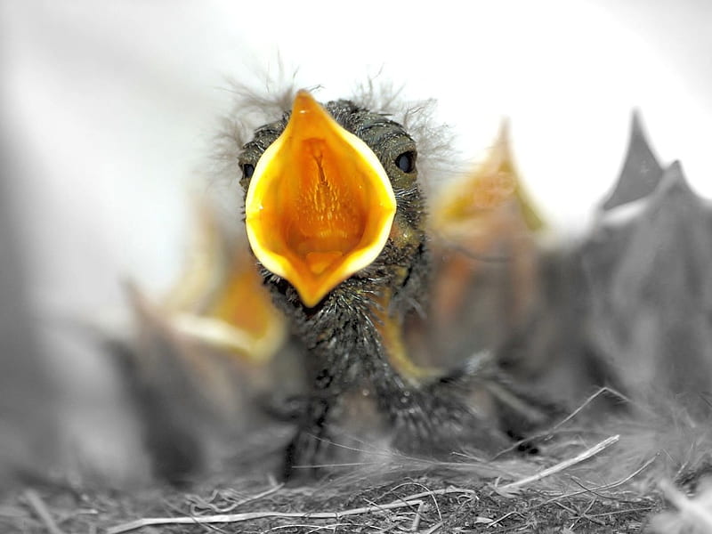 Mama, Iam hungry !, waiting for food, bird, nest, open mouth, beak, small, chick, HD wallpaper