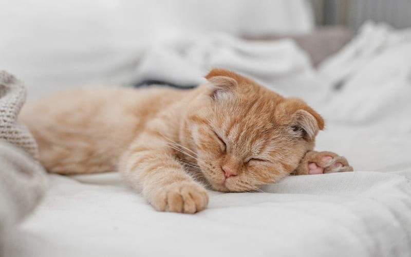 Scottish Fold Cat, ginger kitten, pets, sleeping kitten, cats, cute animals, kitten, domestic cat, Scottish Fold, HD wallpaper