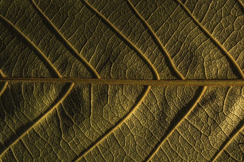 leaf, veins, plant, macro, green, HD wallpaper