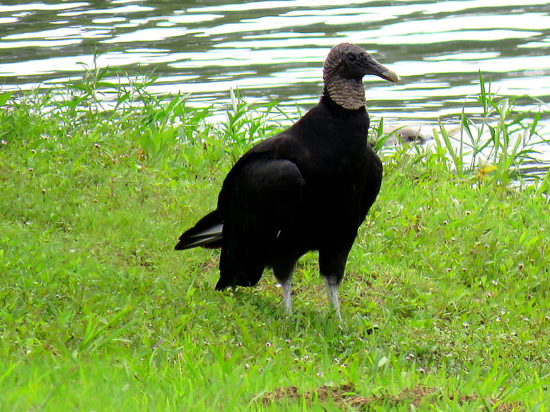 Black Vulture. Taken at the park on Nolin Lake in Wax Kent, HD wallpaper