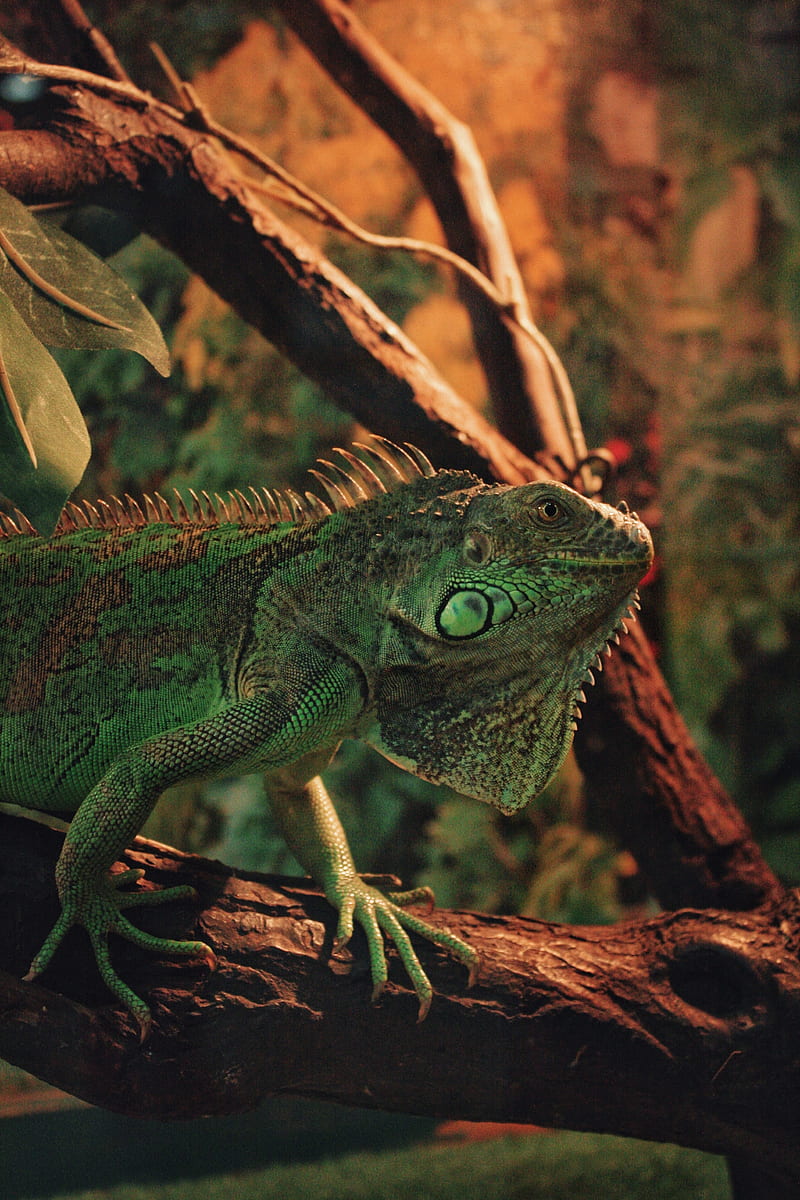 iguana, reptile, scales, animal, HD phone wallpaper