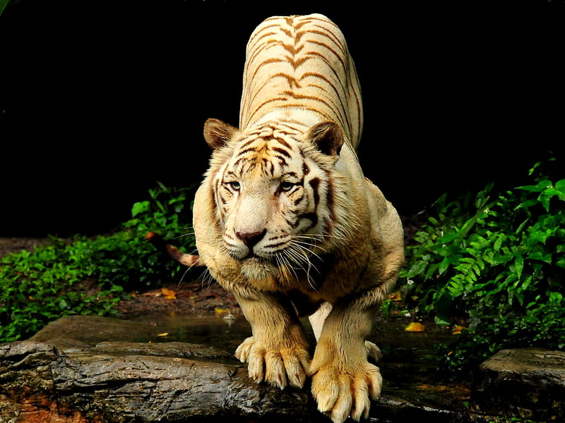 READY TO STRIKE, predator, bengal tiger, white tiger, wild life, HD wallpaper