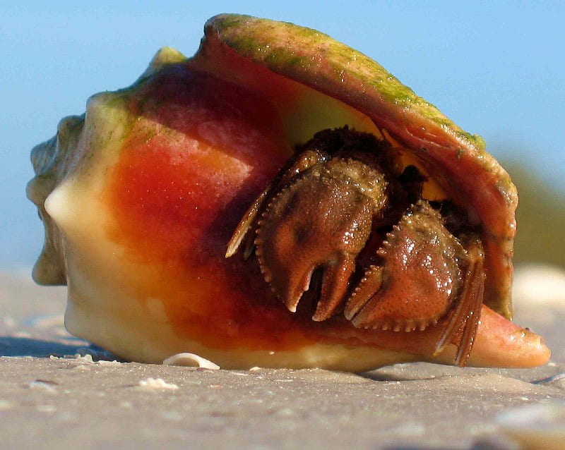 Conch shell, claws, nice, sand, shell, mollusk, HD wallpaper